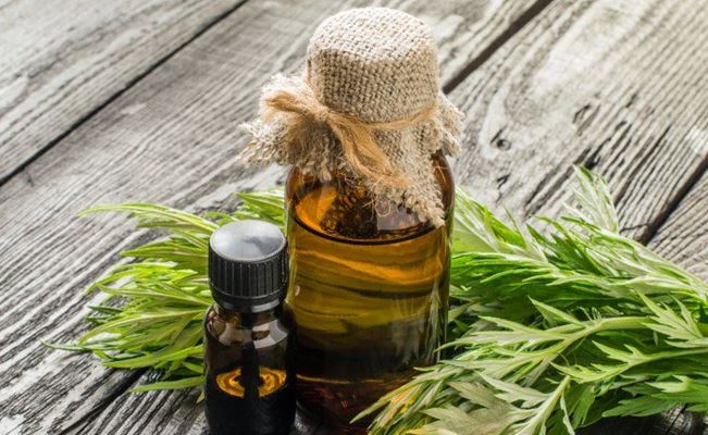 آیا میدانید روغن خراطین چیست و چه کاربردی دارد؟