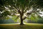آشنایی با مفهوم درخت زندگی 