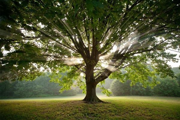آشنایی با مفهوم درخت زندگی