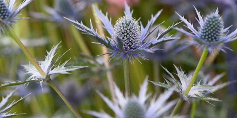 با خواص عرق بوقناق بیشتر آشنا شوید