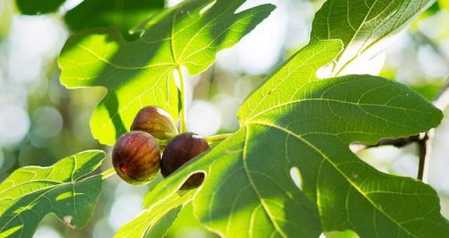 آنچه باید در مورد خواص برگ انجیر بدانید