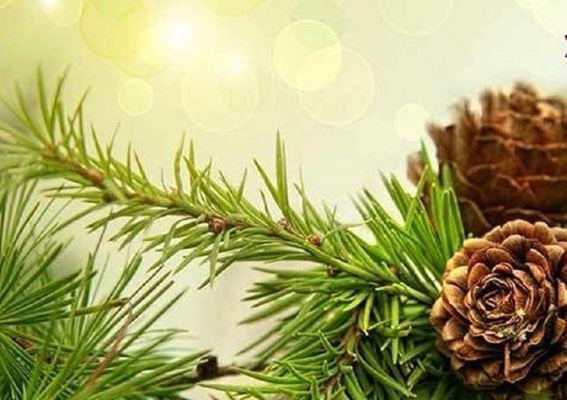 آیا درمورد خواص دارویی و درمانی برگ کاج میدانید؟