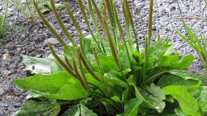 با خواص بارهنگ برای صفرا آشنا شوید