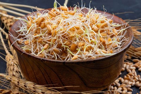 خواص بی نظیر جوانه گندم