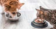 راهنمای خرید ظرف غذای مناسب گربه و سگ و معرفی انواع ظرف ها 