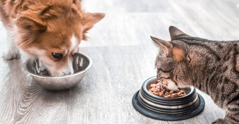 راهنمای خرید ظرف غذای مناسب گربه و سگ و معرفی انواع ظرف ها