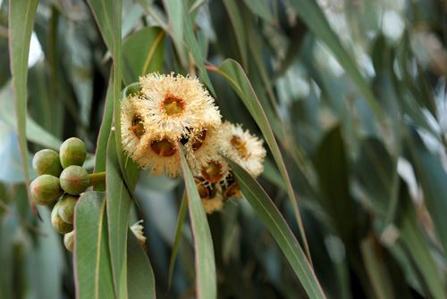 بیماری‌ها را به دست اکالیپتوس بسپارید