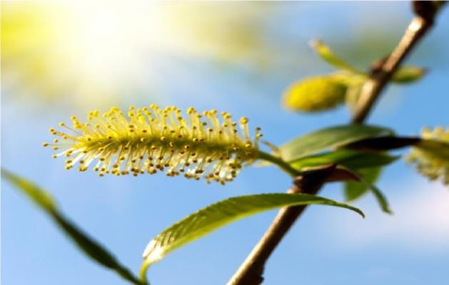 آشنایی با خواص بی نظیر بیدمشک