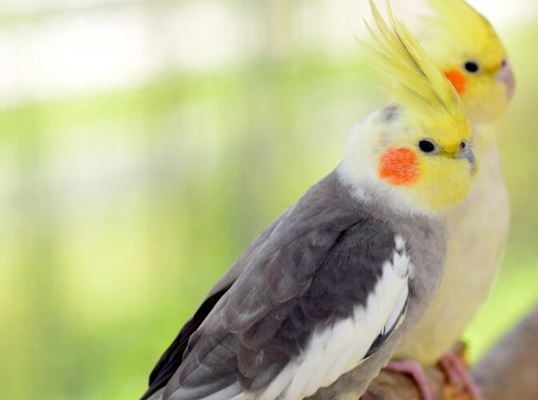 شیوه نگهداری عروس هلندی در منزل