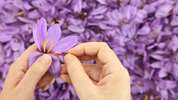 خواص گلبرگ زعفران را میدانید؟ 