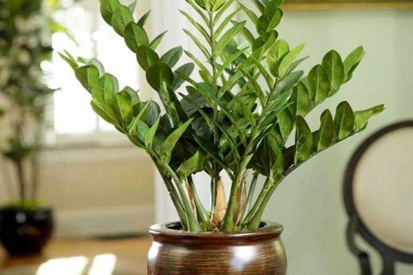 چرا باید درخانه زاموفیلیا داشته باشیم؟