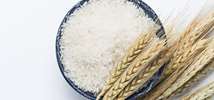  درباره برنج بیشتر بدانید 
