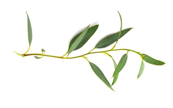 خواص اکالیپتوس