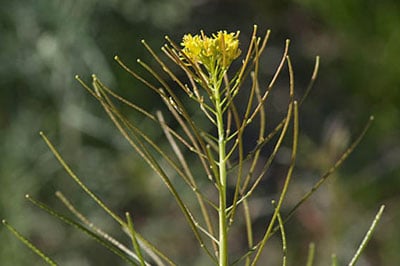 خواص خاکشیر, نحوه نگهداری خاکشیر