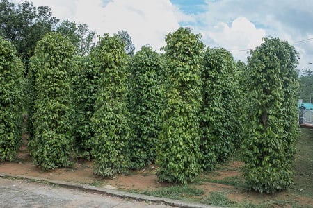 خواص فلفل سفید, فلفل سفید, خواص فلفل سفید