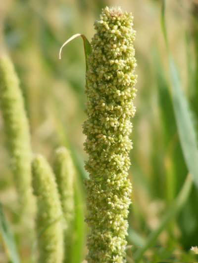 آشنایی با خواص بی نظیر ارزن