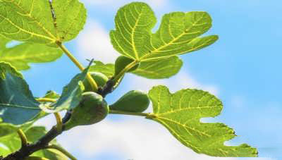 خواص برگ انجیر