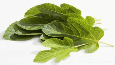 آشنایی با فواید برگ انجیر