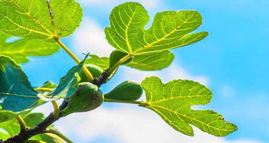 درمان سنگ کلیه با فواید برگ انجیر