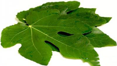 مزیت های درمانی برگ انجیر