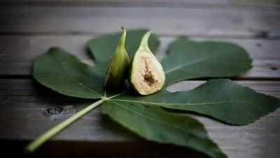 خواص درمانی برگ انجیر