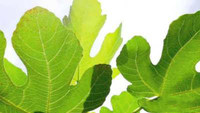 درمان بیماری با برگ انجیر