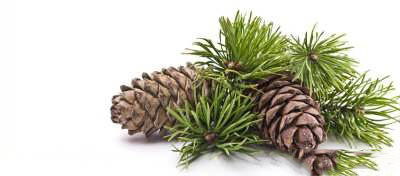 خواص برگ کاج