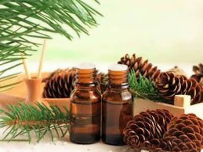 خواص دارویی برگ کاج