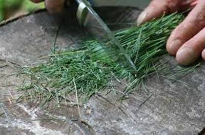 خواص برگ کاج