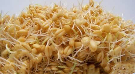 خاصیت های دارویی جوانه گندم