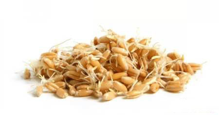 خواص جوانه گندم