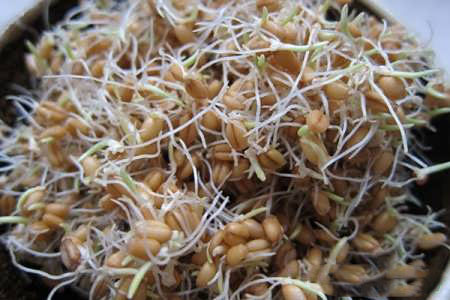 خاصیت های درمانی جوانه گندم