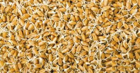 خواص دارویی جوانه گندم