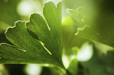 بهترین مزایای گیاه جینکو چیست