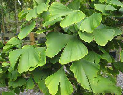 فواید استفاده از گیاه جینکو