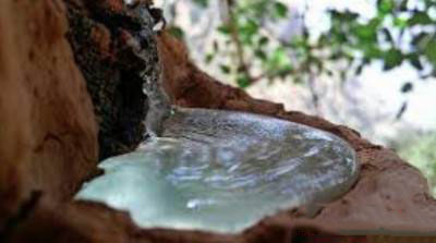 از خواص سقز چه می دانید!؟