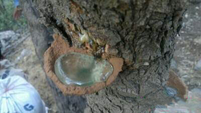 آشنایی با فواید سقز 