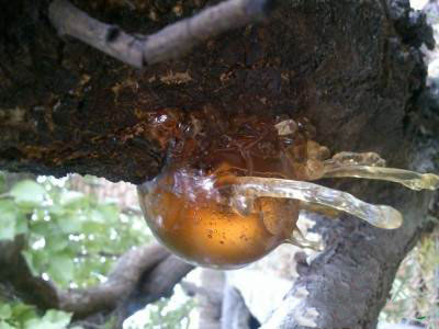 خواص کندر یا سقز را بشناسید