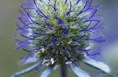 خواص درمانی بوقناق