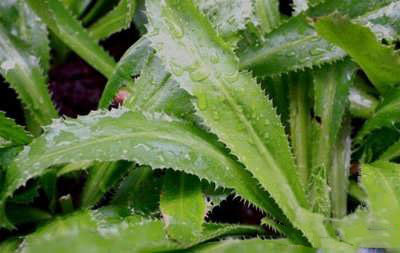 فواید عرق بوقناق