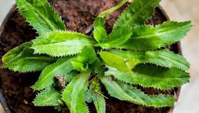 خواص عرق بوقناق