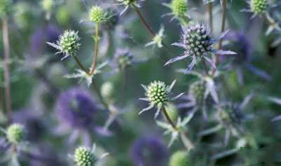 عرق بوقناق و خواص دارویی آن