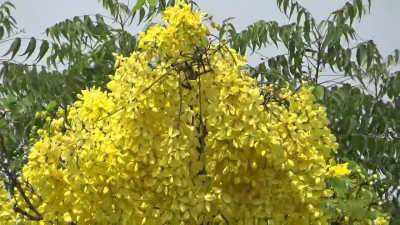 خرنوب هندی و موارد مصرفی آن