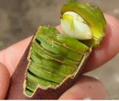 فلوس و فواید آن