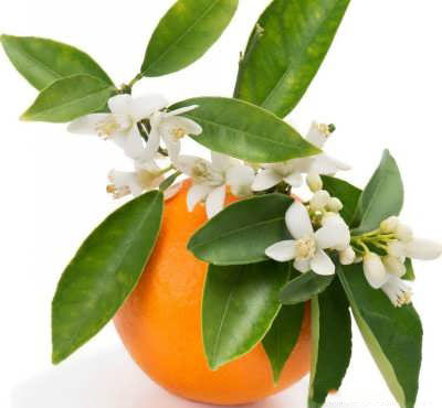 خاصیت های نارنج