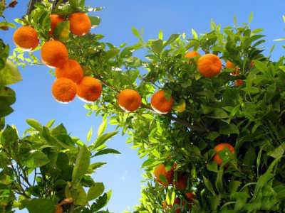 فایده های نارنج