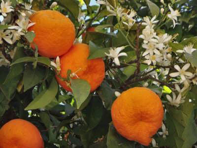 ویژگی های نارنج