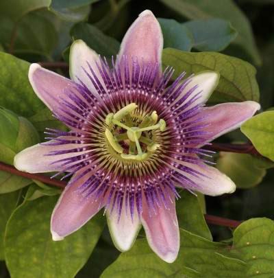 مضرات گل ساعتی