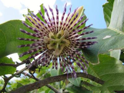 دانستنی های مهم و مفید از خواص گل ساعتی و میوه آن 