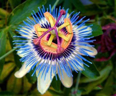 معرفی خواص گل ساعتی و میوه این گیاه 